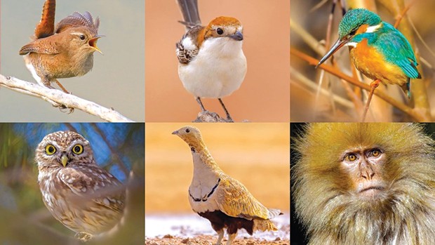 IL EST L’UN DES PREMIERS PHOTOGRAPHES ANIMALIERS EN ALGÉRIE: Djamel Hadj Aïssa, le baroudeur-naturaliste