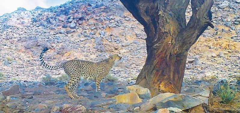 Le guépard saharien fait l’objet d’un grand projet d’étude et de conservation: Un emblème et une chance pour l’Algérie