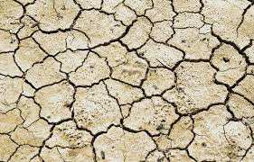 Planète - Changement climatique: Des oiseaux tropicaux limitent leur reproduction pour survivre à la sécheresse