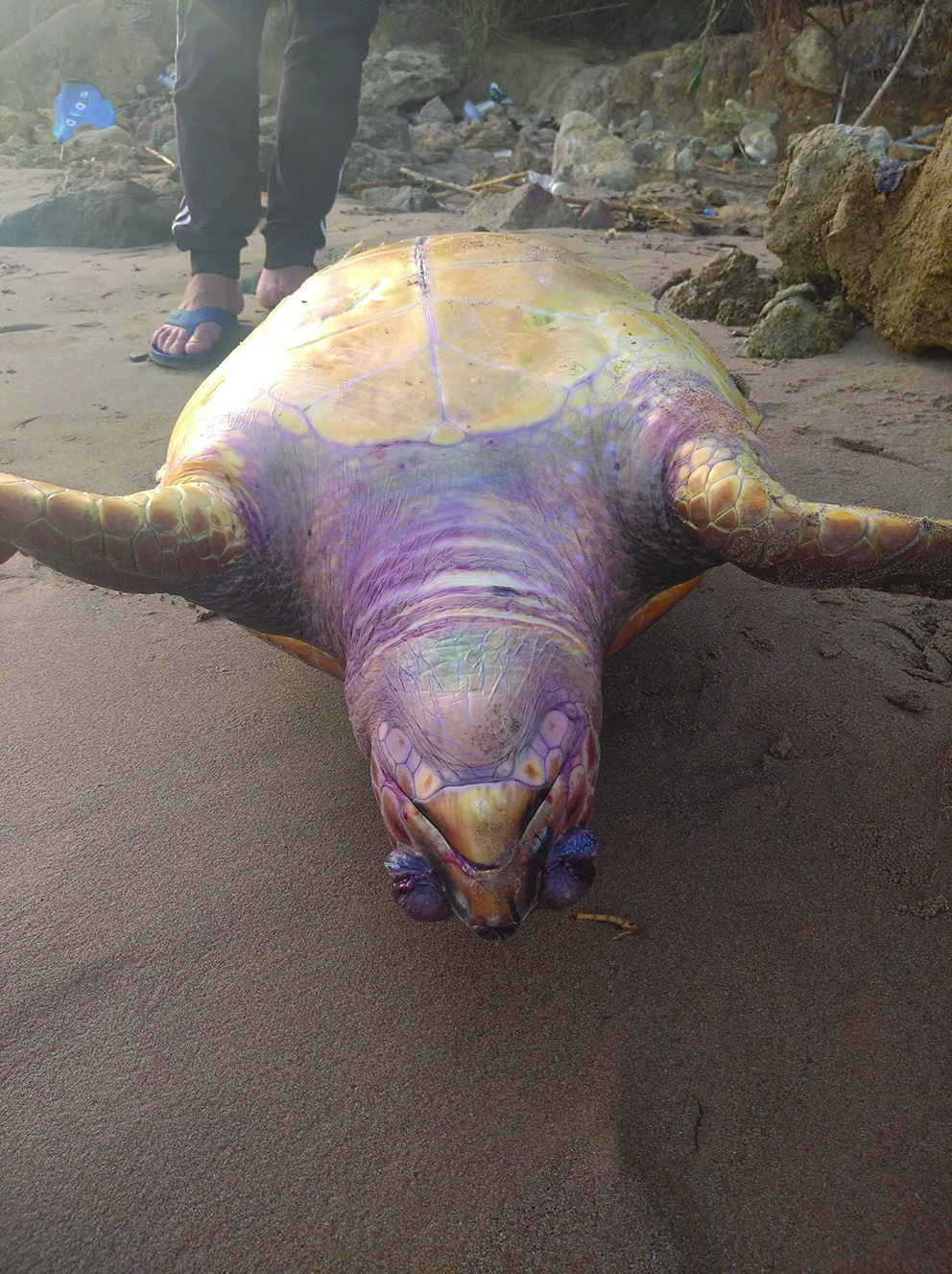 Tipasa (Algérie) - Un troisième échouage de tortue marine en quatre mois !