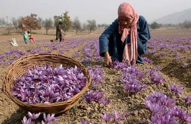 Algérie - CULTURE DU SAFRAN À KHENCHELA: L’or rouge peine à trouver acheteur