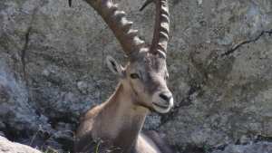 Planète - En Suisse, les étrangers fortunés ne pourront plus pratiquer la chasse aux bouquetins dans le Valais