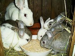 Tiaret - Formation pour 16 chômeurs à la cuniculture