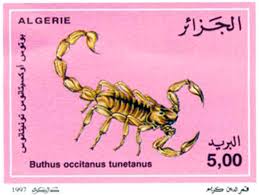 El-Bayadh - Le scorpion fait une troisième victime