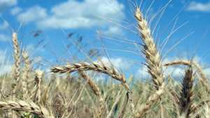 Planète - IMPORTATION DE CÉRÉALES: L’Algérie opte pour le blé polonais