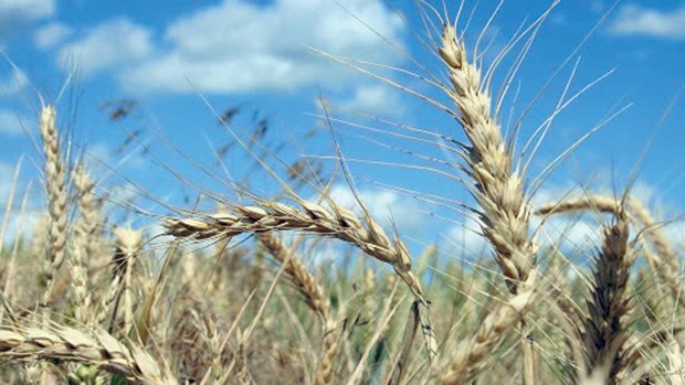 Planète - IMPORTATION DE CÉRÉALES: L’Algérie opte pour le blé polonais