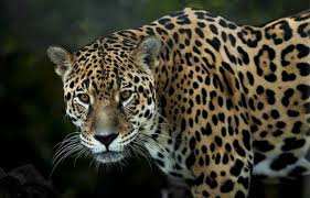 Planète - Brésil: La plus grande population de jaguars au monde menacée par les incendies