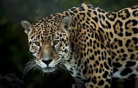 Planète - Brésil: La plus grande population de jaguars au monde menacée par les incendies