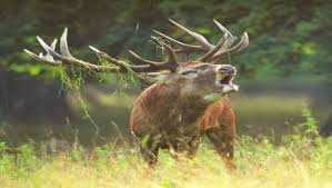 Algérie - ESPÈCE MENACÉE D’EXTINCTION: Deux cerfs de Barbarie dénombrés dans les forêts de Souk Ahras