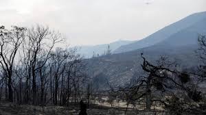Planète - Francis Hallé: «90% de la forêt a disparu au niveau mondial!»