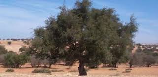 Tindouf (Algérie) - Plaidoyer pour la préservation de l’arganier