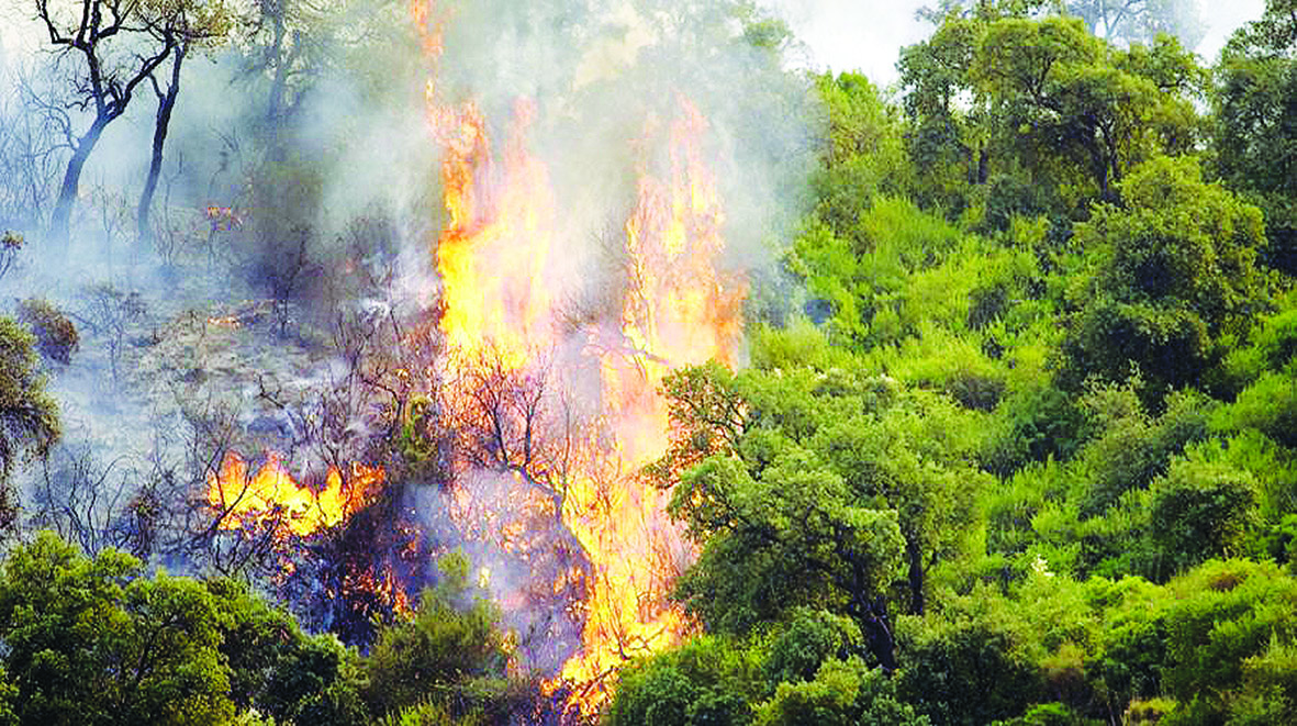 Plus de 400 hectares ravagés par les feux à Souk Ahras: La faune et la flore fortement affectées