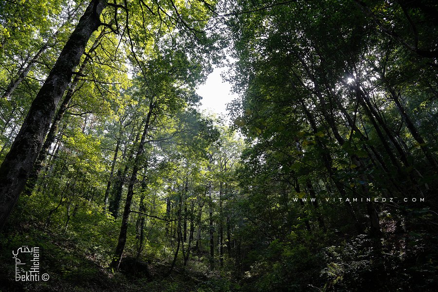 Jijel : A la découverte du Parc National de Taza