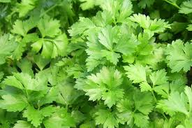 les bien faits des fruits et légumes (persil)