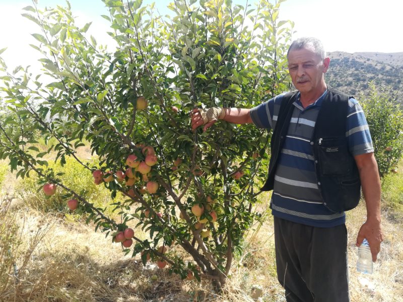 Algérie - Reportage. Sa culture connaît un franc succès à Batna et Khenchela: La pomme, l’autre reine des Aurès