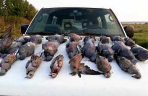 Mila - Les braconniers sévissent, la faune sauvage menacée