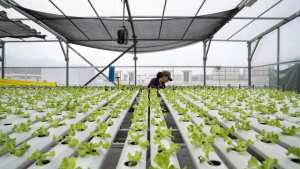 Planète - Jeunes pousses sur gratte-ciels: l'agriculture sur les toits de Singapour décolle