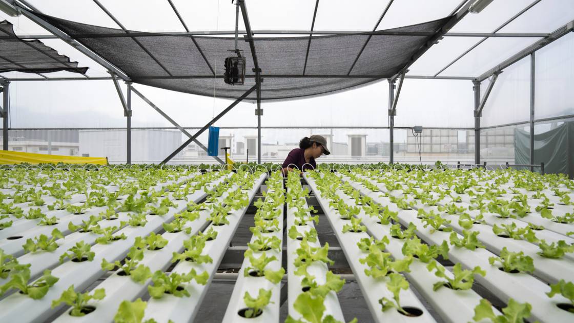 Planète - Jeunes pousses sur gratte-ciels: l'agriculture sur les toits de Singapour décolle