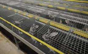 Planète (Europe) - Protection animale: Poussée par une pétition géante, l’Union européenne va devoir se prononcer sur l’élevage en cage