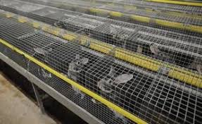 Planète (Europe) - Protection animale: Poussée par une pétition géante, l’Union européenne va devoir se prononcer sur l’élevage en cage