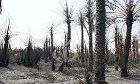 In Salah (Tamanrasset) - Plus de 700 palmiers dattiers ravagés par le feu