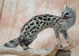 Oran - Découverte de la genette à la forêt de Boutlélis