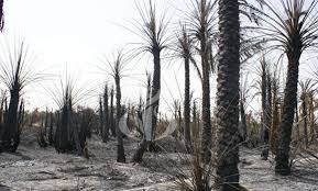 In Salah (Tamanrasset) - Plus de 700 palmiers dattiers ravagés par le feu