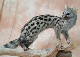 Oran - Découverte de la genette à la forêt de Boutlélis