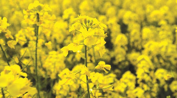 Algérie - LA FACTURE DES IMPORTATIONS S’ÉLÈVE À 1,3 MILLIARD DE DOLLARS: Introduction progressive de la culture du colza