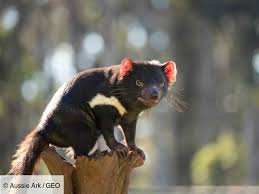 Planète - Des diables de Tasmanie réintroduits pour la première fois sur le continent australien