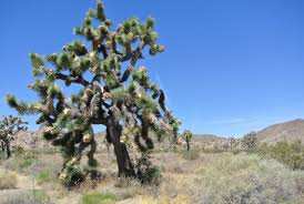 Planète (Etats Unis d'Amérique) - Californie: les arbres de Josué pourraient être classés espèce protégée à cause du changement climatique