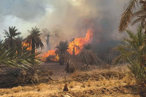 In Salah (Tamanrasset) - QUELQUE 3.269 PALMIERS DATTIERS RAVAGÉS PAR LES FLAMMES EN 72 HEURES: Les phœniciculteurs exigent une enquête