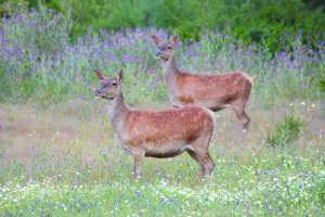 Algérie - Réouverture de la chasse: Une décision diversement appréciée
