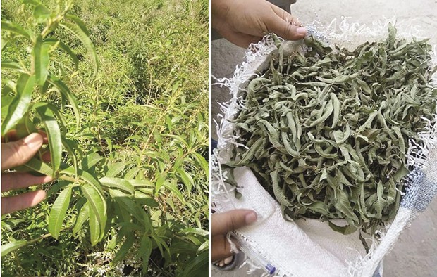 Jijel - UN PRODUIT AGRICOLE AUTHENTIQUEMENT LOCAL À CHEKFA: LA VERVEINE EST REINE DES PRÉS