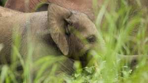 Planète - Afrique: La Côte d'Ivoire assiste à  l'extinction massive  de ses éléphants de forêt