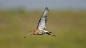 Planète - Un oiseau bat le record de migration ininterrompue entre l'Alaska et la Nouvelle-Zélande