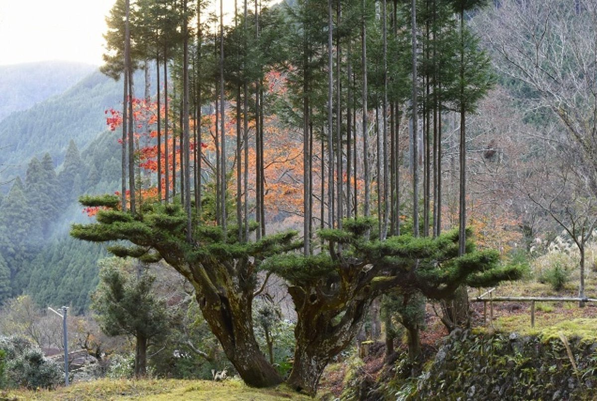 Cette ancienne technique forestière japonaise crée le bois parfait sans abattre les arbres