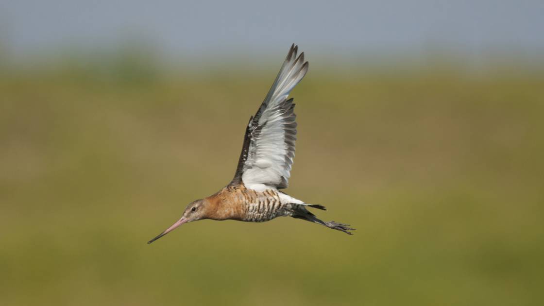 Planète - Un oiseau bat le record de migration ininterrompue entre l'Alaska et la Nouvelle-Zélande