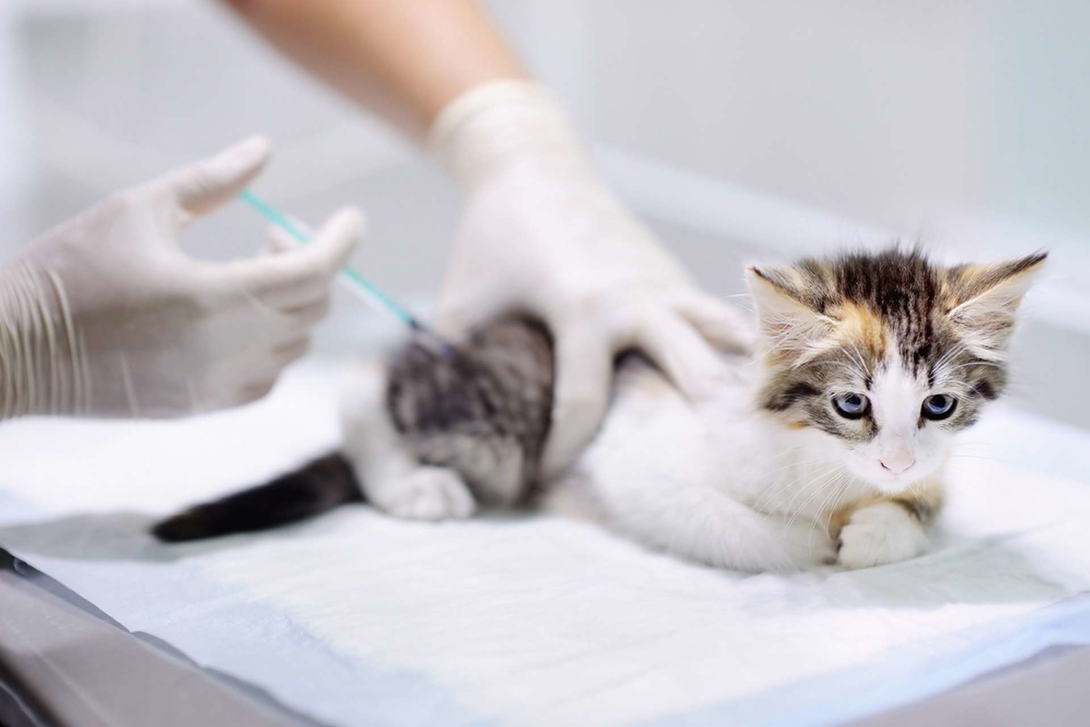 Contre le typhus du chat, la vaccination avant tout