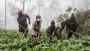 Planète (Amérique du Nord/Haïti) - Les damnés de la forêt: ces Haïtiens contraints d'abattre des arbres pour survivre