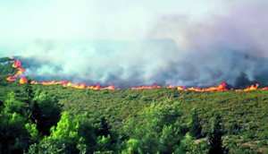 Chlef - La forêt du littoral ravagée par des feux à répétition