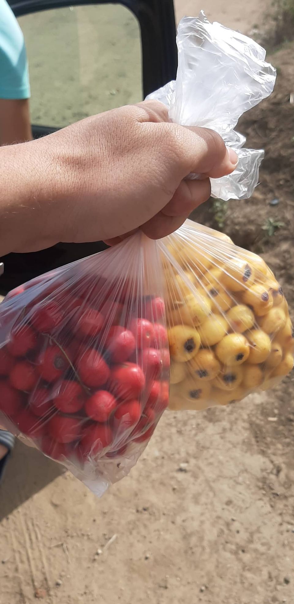 Zaarour, Anneb, Boujbiba : Les pommettes de l’automne