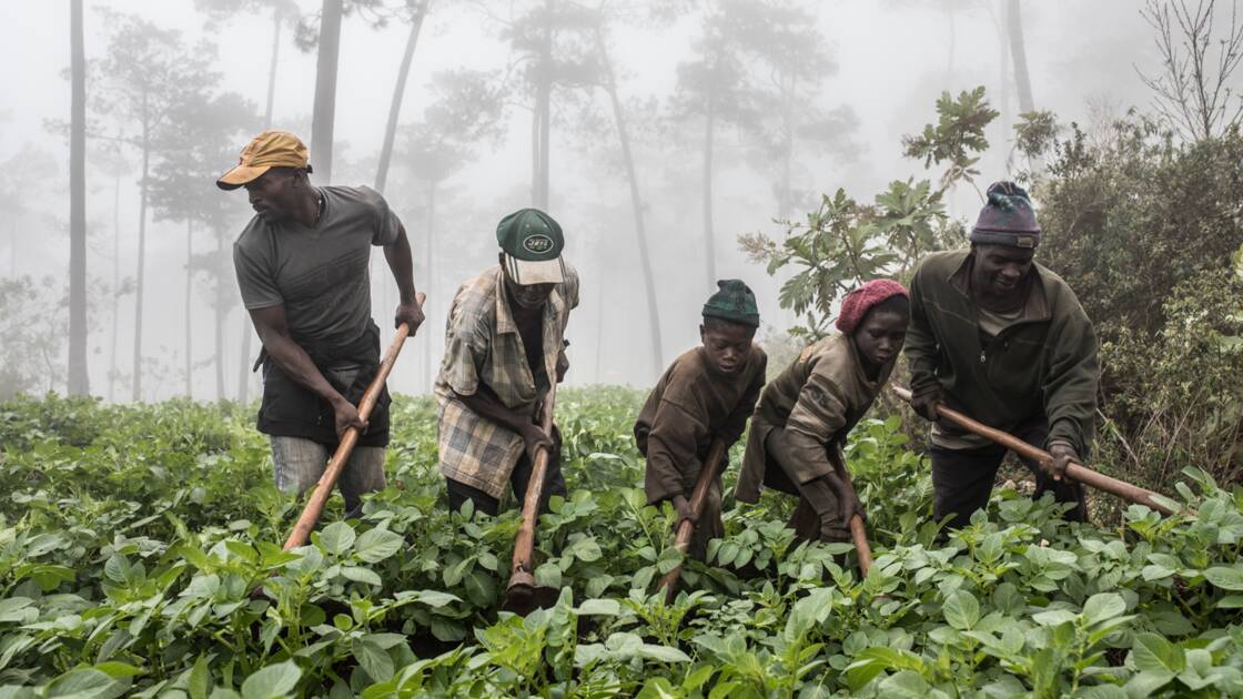 Planète (Amérique du Nord/Haïti) - Les damnés de la forêt: ces Haïtiens contraints d'abattre des arbres pour survivre