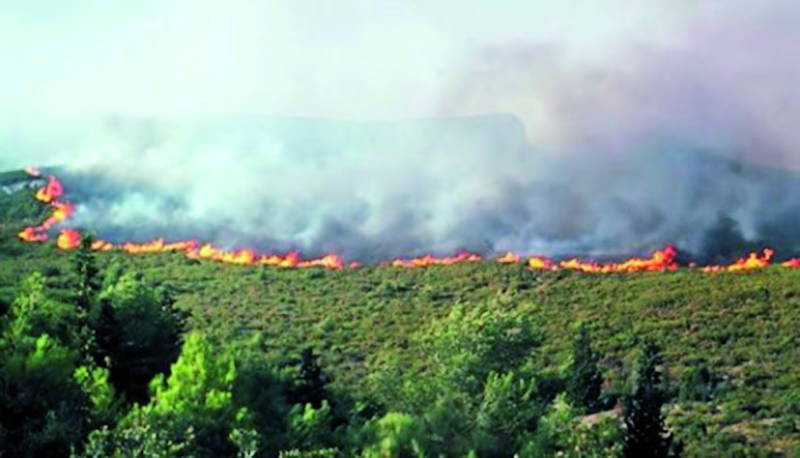 Chlef - La forêt du littoral ravagée par des feux à répétition