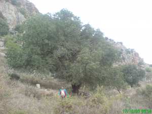 Laghouat - Lancement d'un projet de bande verte à Djebel-Mokrane