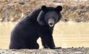 Planète (Asie) - Japon: Les ours s'aventurent de plus en plus dans les villes pour se nourrir
