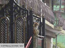 Planète (Asie) - Inde: Des milliers de singes affamés et agressifs terrorisent une ville indienne