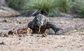 Planète (Asie) - Indonésie: Des militants dénoncent un projet de «Jurassic Park» qui menace les dragons de Komodo