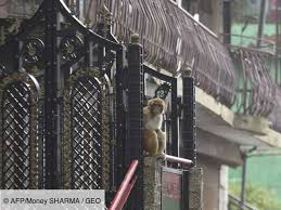 Planète (Asie) - Inde: Des milliers de singes affamés et agressifs terrorisent une ville indienne