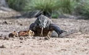 Planète (Asie) - Indonésie: Des militants dénoncent un projet de «Jurassic Park» qui menace les dragons de Komodo